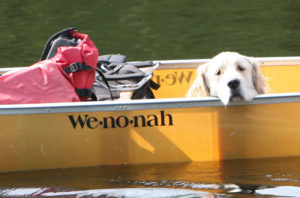 dog, canoe