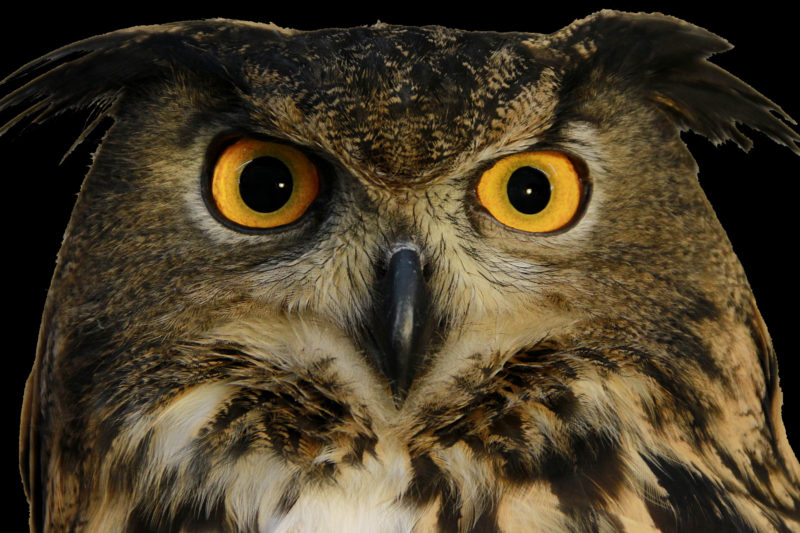 International Festival of Owls Houston Minnesota photo of Eurasian Eagle Owl