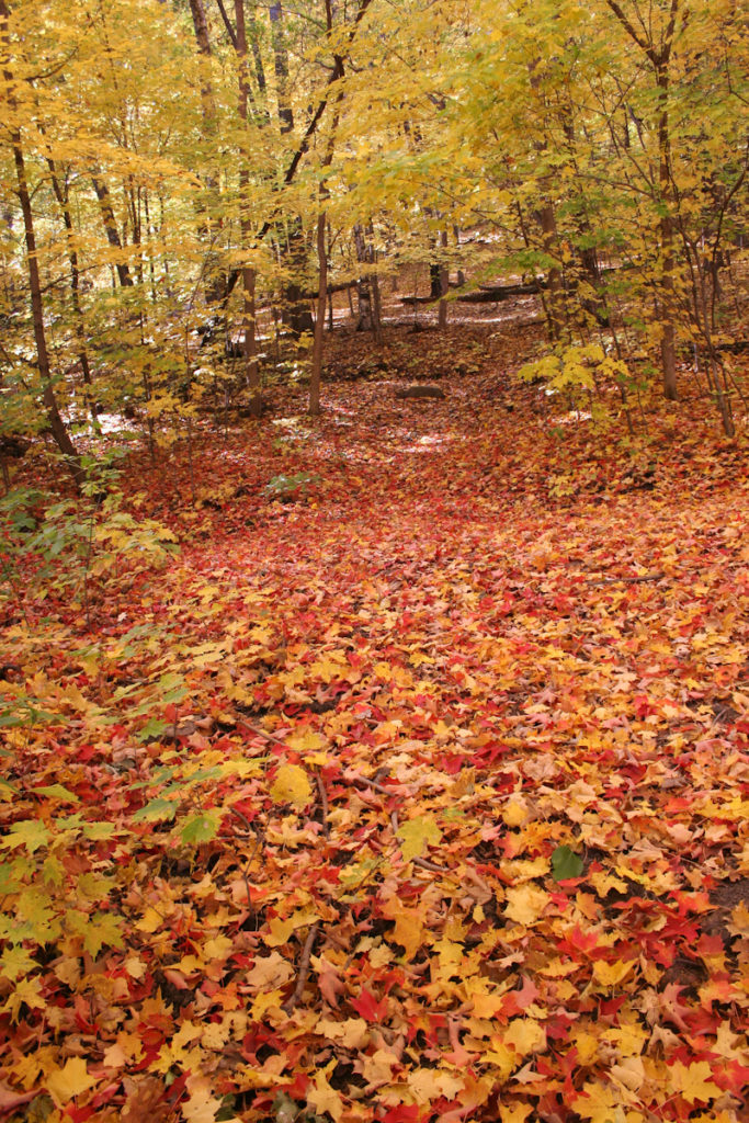 Count The Ways To Enjoy Fall Scenery - Visit Winona