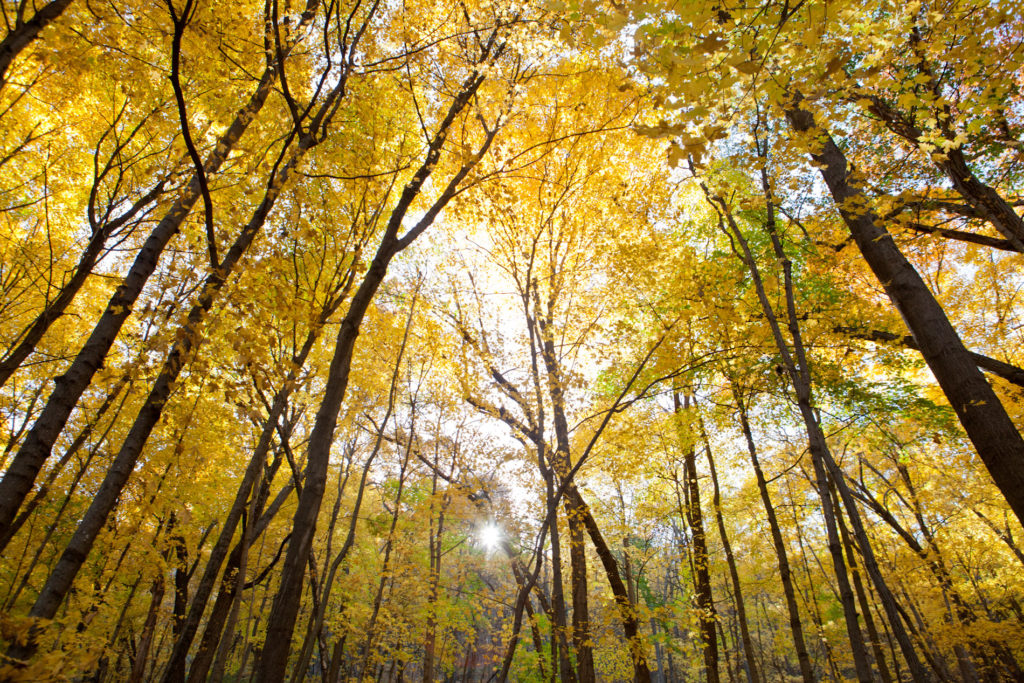 fall, colors, autumn, winona, minnesota, trees, woods