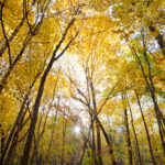 fall, colors, autumn, winona, minnesota, trees, woods