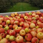 Visit Winona Ecker's Apple Farm