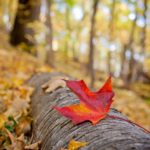 Red Leaf on Log Autumn Minnesota Winona County