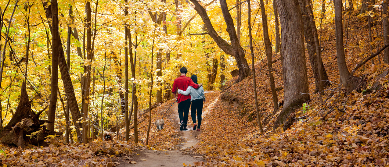 couple hiking in Winona on trail with bright yellow fall leaveses