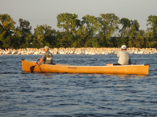 Canoers paddle by flock of pelicans