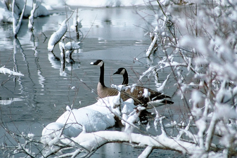 Canadian Geese Whitewater State Park Winona County Southeast Minnesota