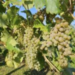 Bluff-Top-Vineyard-Dakota-Minnesota-Winona-Winery-Wine-Patio-Outdoor-Harvest-Grapes