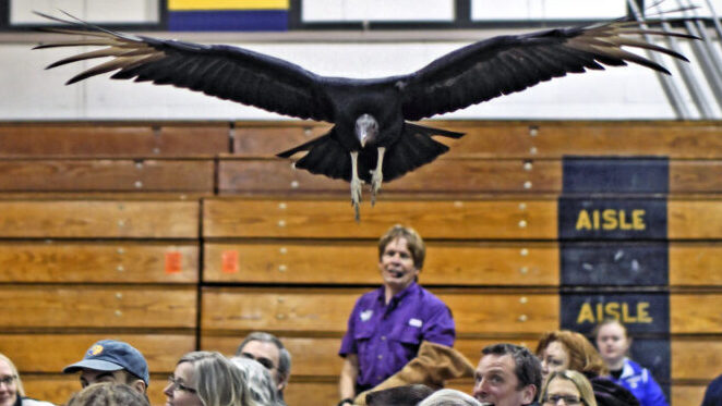 Wings-To-Soar-Bird-Program-National-Eagle-Center-SOAR