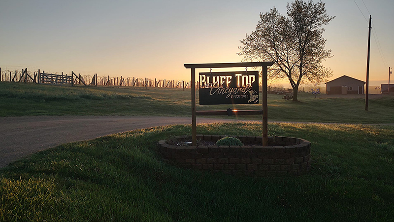 Bluff-Top-Vineyard-Wine-Winona-Minnesota