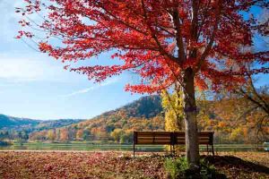 a bench under a red maple tree looks over Lake Winona and the fall colors on the bluffs