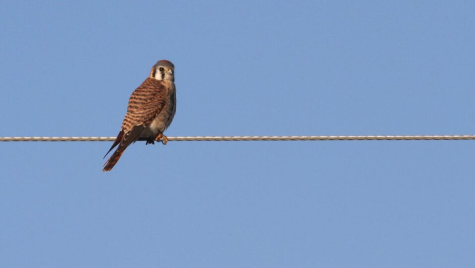 american kestrel birding rich smith