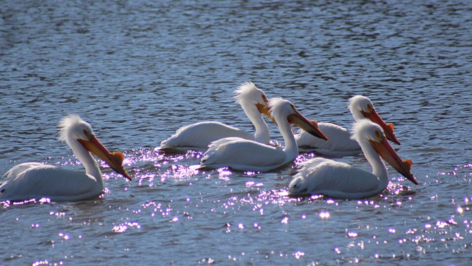 american white pelican birding ck