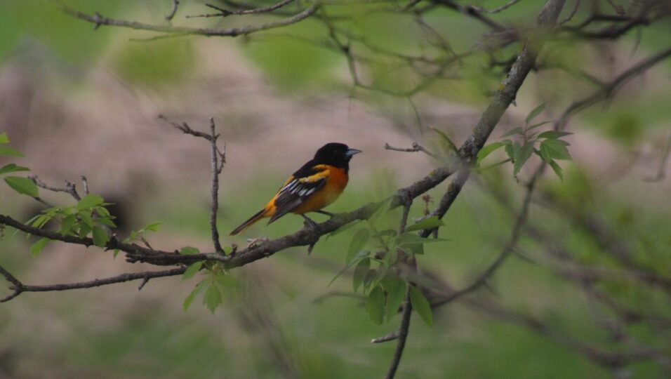 baltimore oriole birding ck