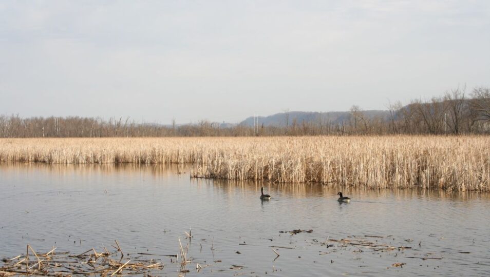 bartlet lake birding geese jk