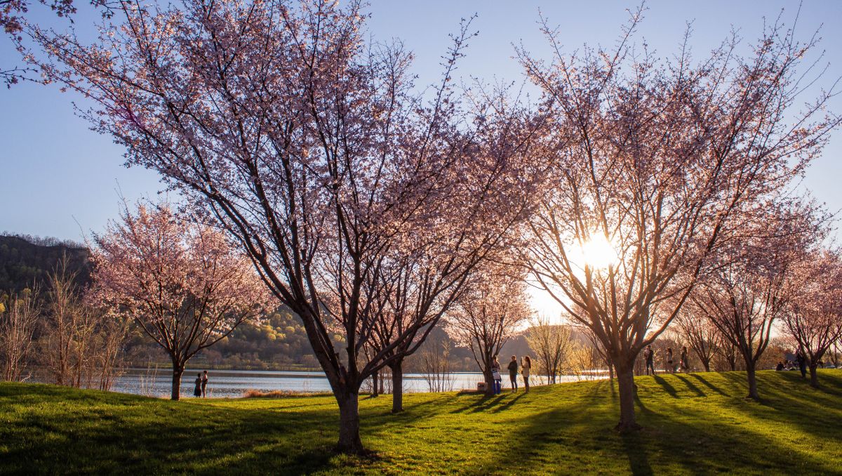 blooming cherry blossoms midapr26 la