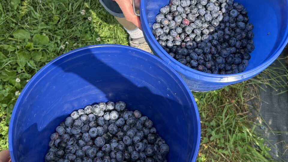 blue fruit farm blueberry picking bucket