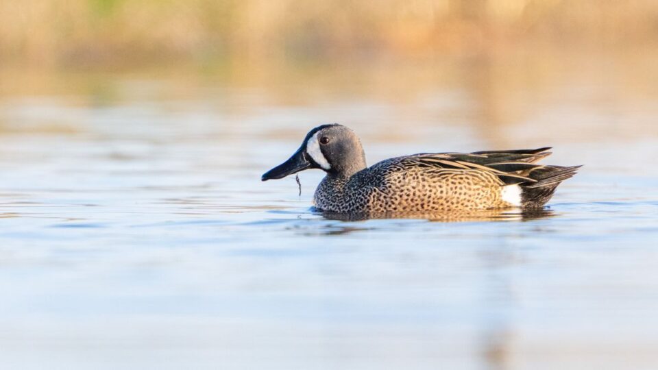 blue winged teal birding cathy richardson