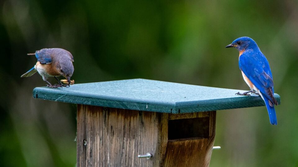 bluebirds, male, female prairie island birding cathy richardson