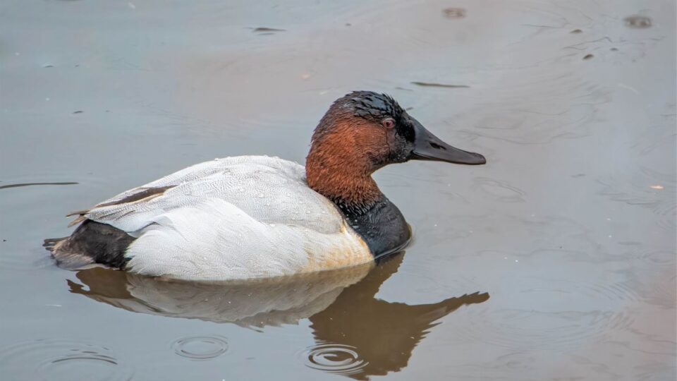 canvasback duck birding cathy richardson