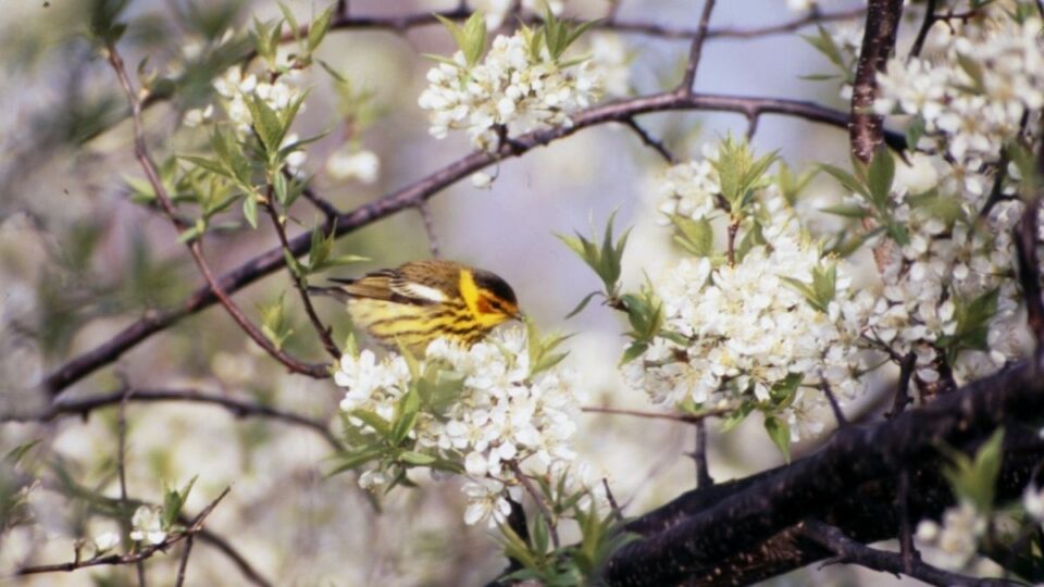 cape may warbler birding bill drazkowski