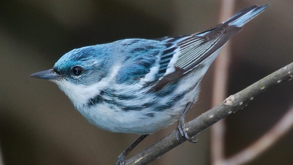 cerulean warbler birding andy nyhus