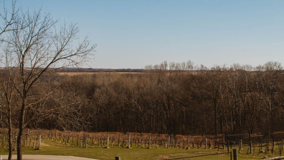 garvin heights vineyard la (7)