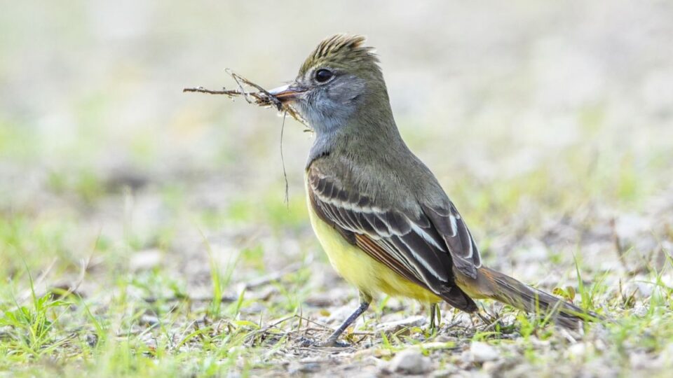 great crested flycatcher, prairie island road, birding cathy richardson