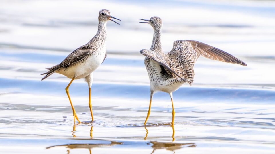 greater yellowlegs, prairie island, birding cathy richardson