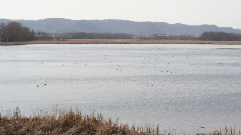 hunter’s lake ducks birding jk