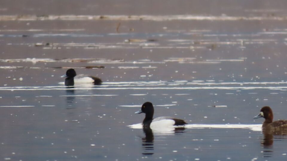 lesser scaup birding eric nelson