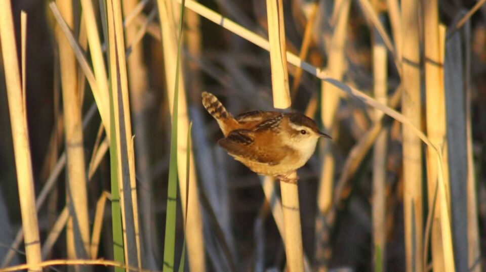 marsh wren birding ck