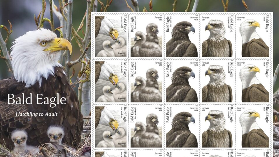 nationa eagle center baldeaglestamp2026