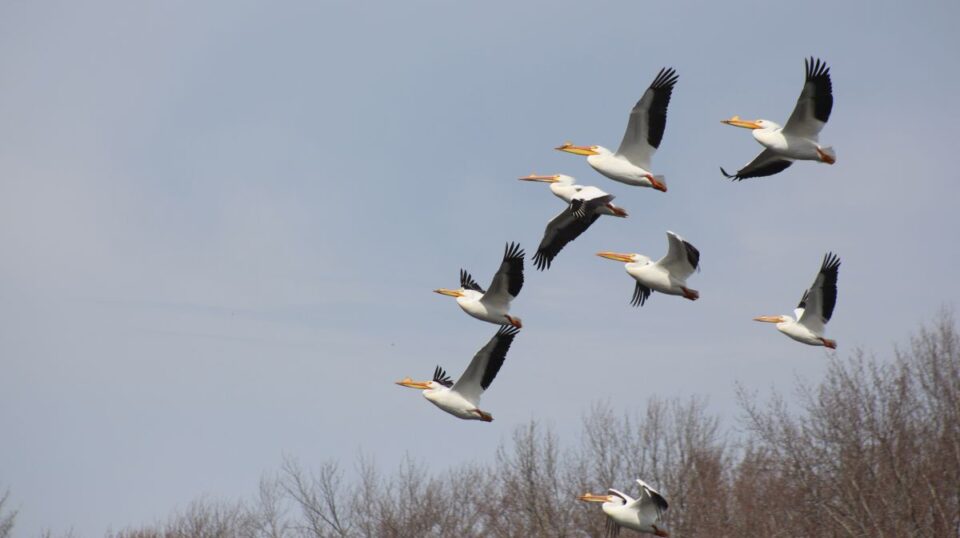 pelicans flying birding colleen koll