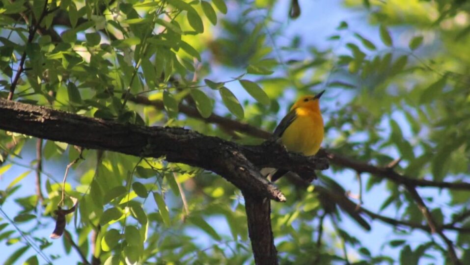 prothonotary warbler aghaming park trail tree birding ck