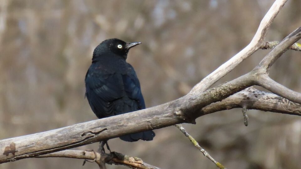 rusty blackbird birding eric nelson