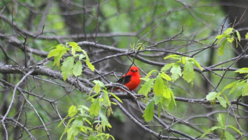 scarlet tanager birding ck