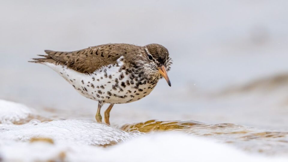 spotted sandpiper, bartlett lake, birding cathy richardson
