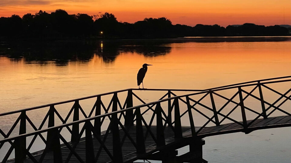 spring sunrise huff heron bird dock heidi wobig web