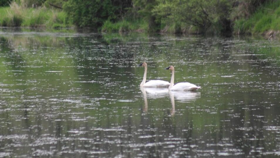 swans birding ck