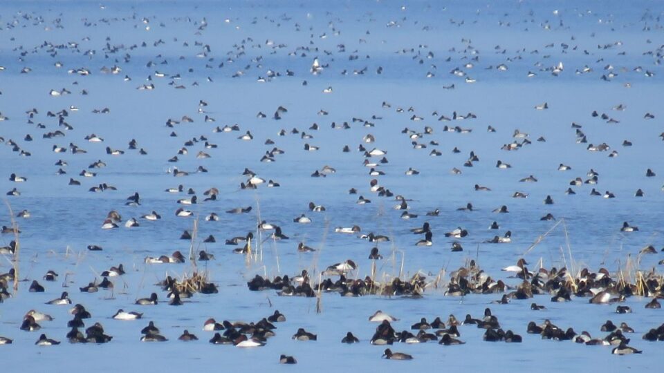 waterfowl upper mississippi wildlife refuge birding kathy carlyle