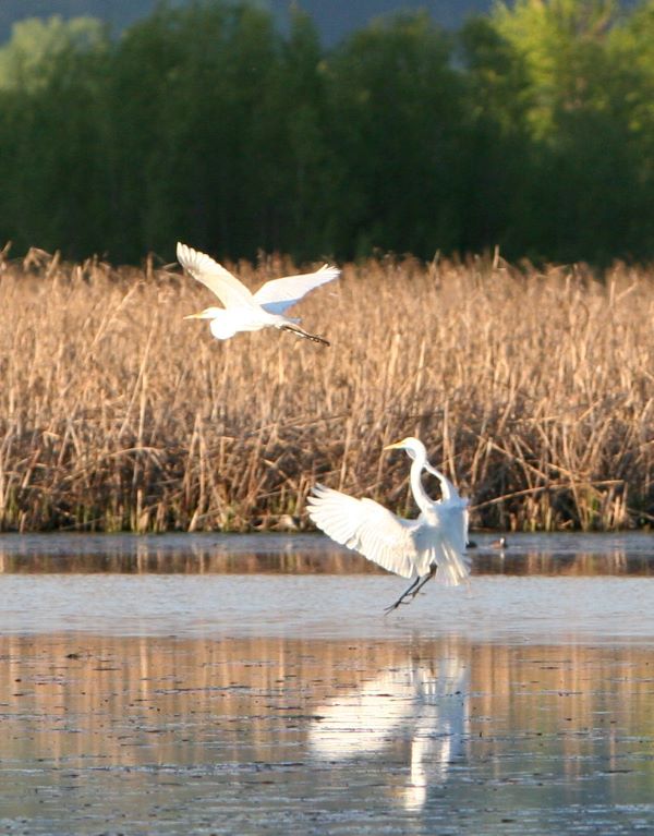 winona birding scenery 33