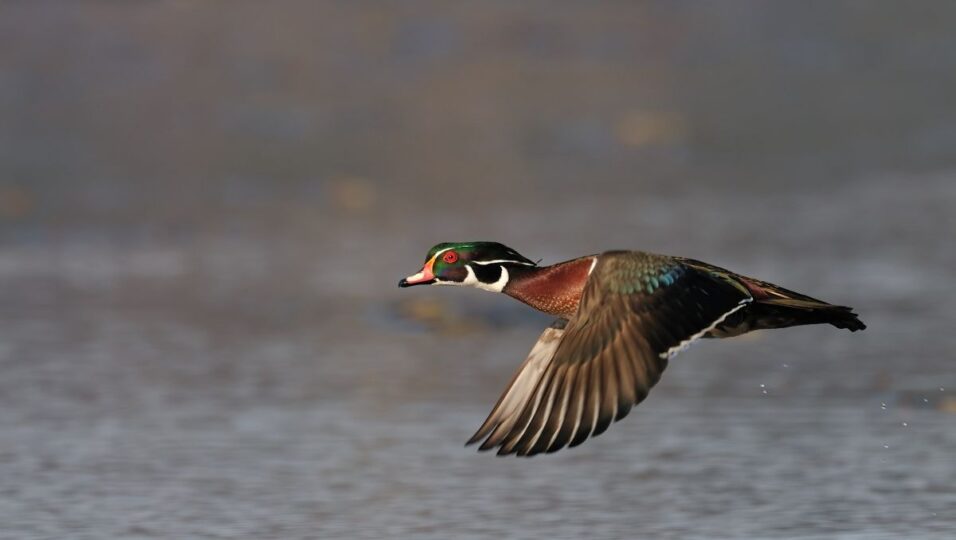 wood duck birding andy nyhus