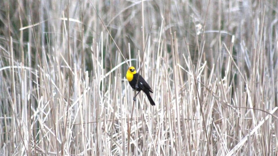 yellow headed blackbird birding ck